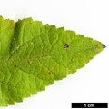 SpeciesSub: subsp. amplexicaulis